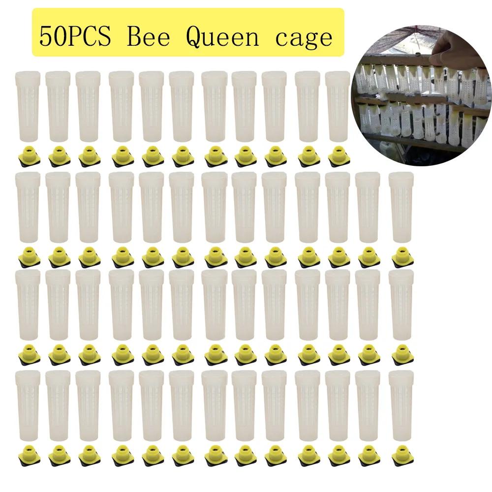 Nicot Bee  ѷ  , öƽ ȣ   Ŀ,    ǰ, 50PCs